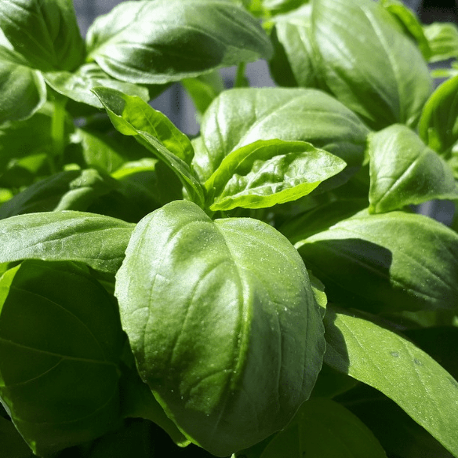 Geschmacksintensiv: Basilikumpesto aus dem Thermomix - Wundermix GmbH